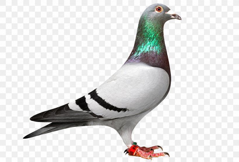 homing pigeon racing homer columbidae bird pigeon racing png 1000x679px homing pigeon beak bird breed columbidae homing pigeon racing homer columbidae