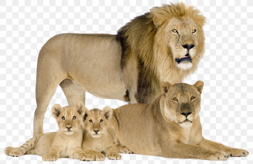 Felidae Cougar Cat Asiatic Lion Cheetah, PNG, 929x603px, Felidae, Animal, Asiatic Lion, Big Cat, Big Cats Download Free
