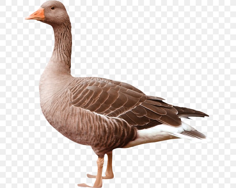 Greylag Goose Duck Bird, PNG, 650x656px, Greylag Goose, Anser, Beak, Bird, Cygnini Download Free