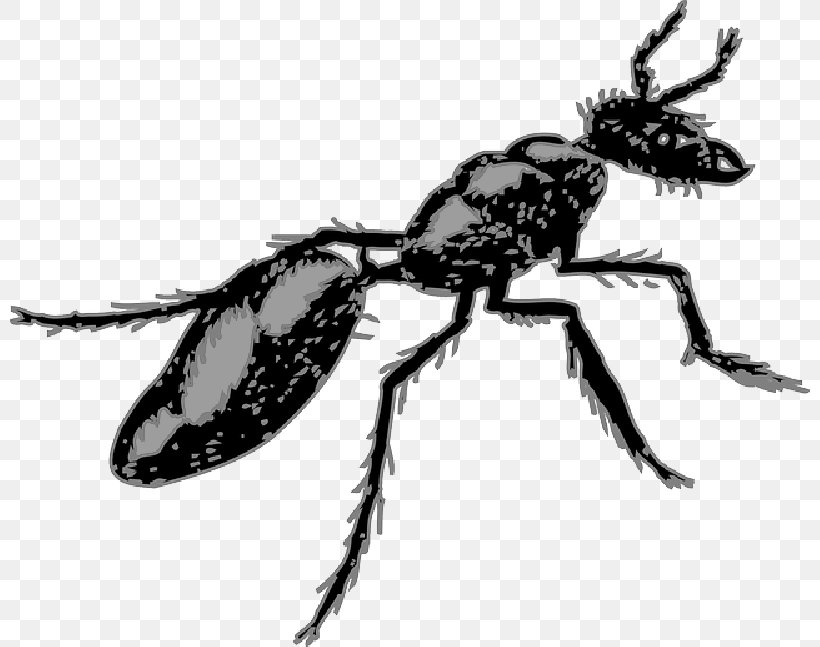 Ant Segmentation Clip Art Termite Pest, PNG, 800x647px, Ant, Arthropod, Beetle, Black Garden Ant, Blister Beetles Download Free