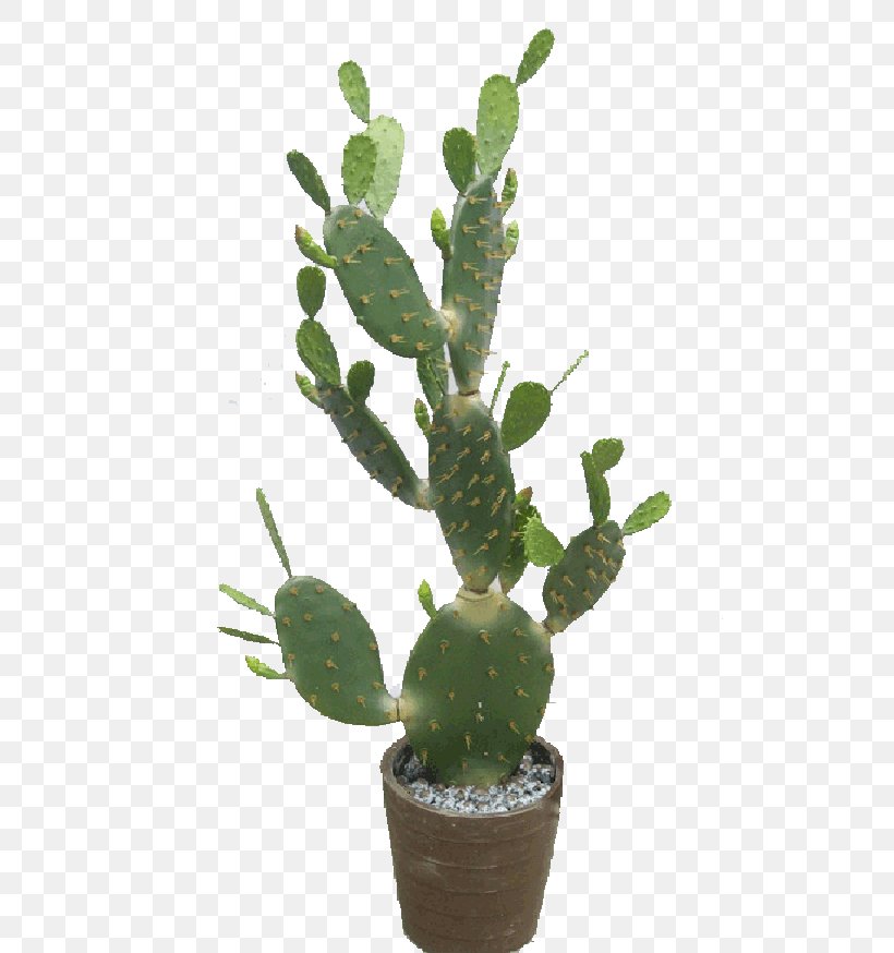 Barbary Fig Eastern Prickly Pear Triangle Cactus Cactaceae Plastic, PNG, 600x874px, Barbary Fig, Acanthocereus, Acanthocereus Tetragonus, Bonsai, Cactaceae Download Free
