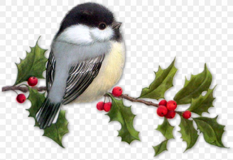Bird Christmas Clip Art, PNG, 1437x990px, Bird, Animation, Aquifoliaceae, Beak, Branch Download Free