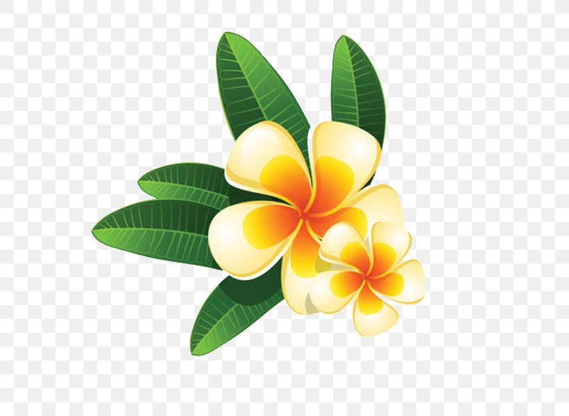 Clip Art, PNG, 600x600px, Royaltyfree, Flower, Frangipani, Hotel, Petal Download Free