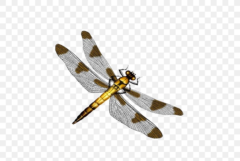 Dragonfly Color Image Creative, PNG, 628x551px, Template, Adobe Flash, Animation, Arthropod, Cdr Download Free