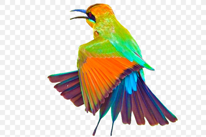 Bird-of-paradise Macaw Owl Parakeet, PNG, 730x548px, Bird, Beak, Birdofparadise, Common Pet Parakeet, Coraciiformes Download Free