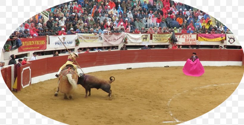 Bullfighting Bullring Bullfighter Rodeo, PNG, 1600x824px, Bullfighting, Animal Sports, Arena, Bull, Bullfighter Download Free