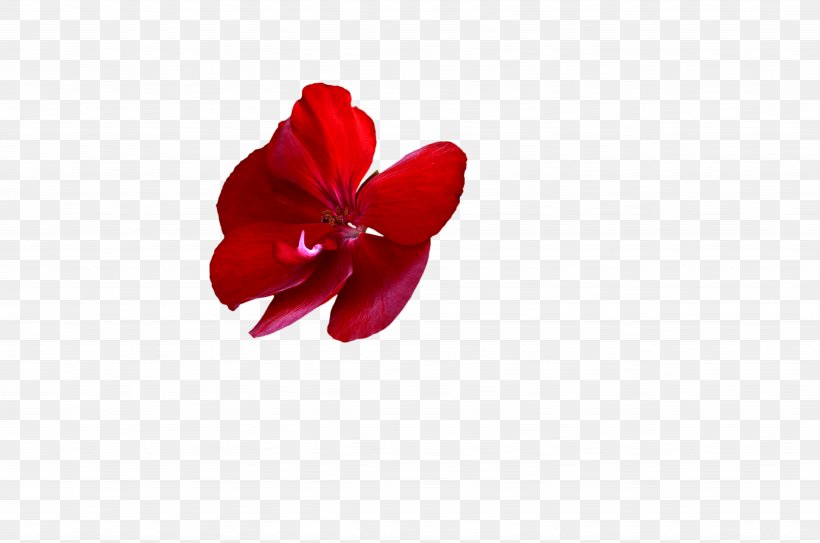 Flower Desktop Wallpaper, PNG, 4928x3264px, Flower, Flowering Plant, Magenta, Petal, Red Download Free