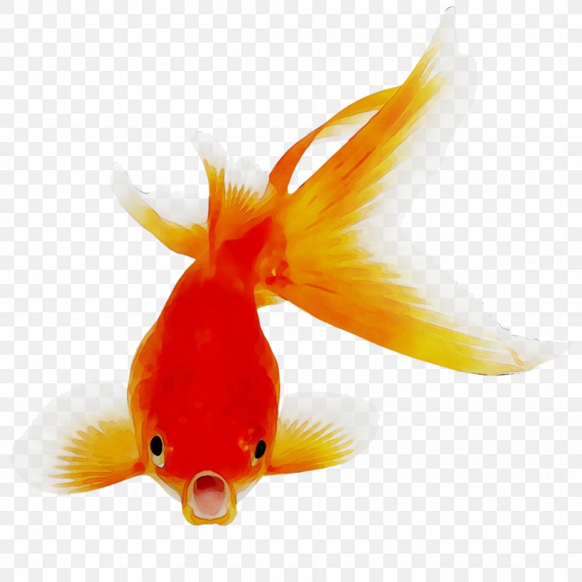Goldfish Bony Fishes Clip Art Image, PNG, 1136x1136px, Goldfish, Bony Fishes, Bonyfish, Feeder Fish, Fin Download Free