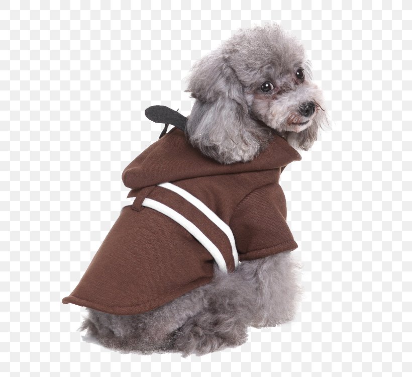 Miniature Poodle Standard Poodle Puppy Clothing Dog Breed, PNG, 750x750px, Miniature Poodle, Cat, Clothing, Companion Dog, Costume Download Free