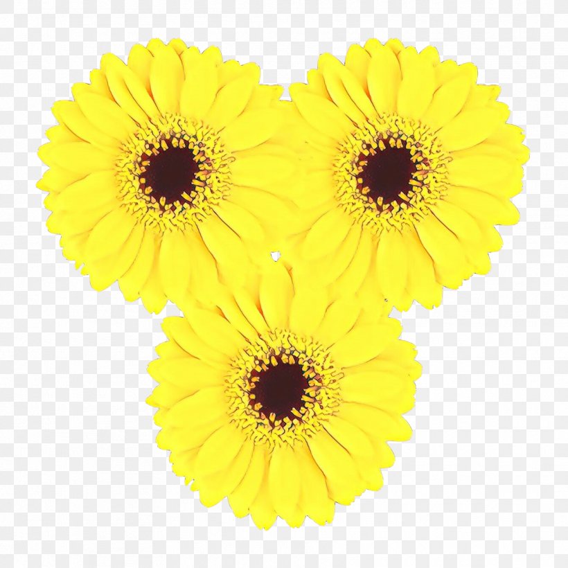Transvaal Daisy Cut Flowers Pot Marigold Sunflower, PNG, 1772x1772px, Transvaal Daisy, Artificial Flower, Asterales, Barberton Daisy, Calendula Download Free