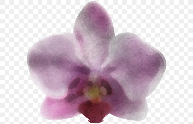 Violet Flower Petal Purple Pink, PNG, 600x529px, Violet, Cattleya, Dendrobium, Flower, Lilac Download Free