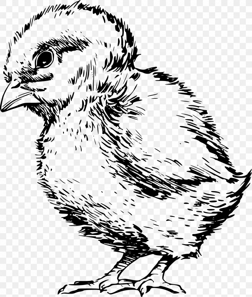 Chicken Drawing Line Art Clip Art, PNG, 2000x2361px, Chicken, Art, Artwork, Beak, Bird Download Free