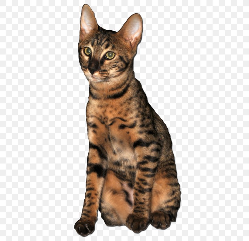 Dragon Li Savannah Cat Toyger American Shorthair European Shorthair, PNG, 504x796px, Dragon Li, American Shorthair, American Wirehair, Asian, Australian Mist Download Free