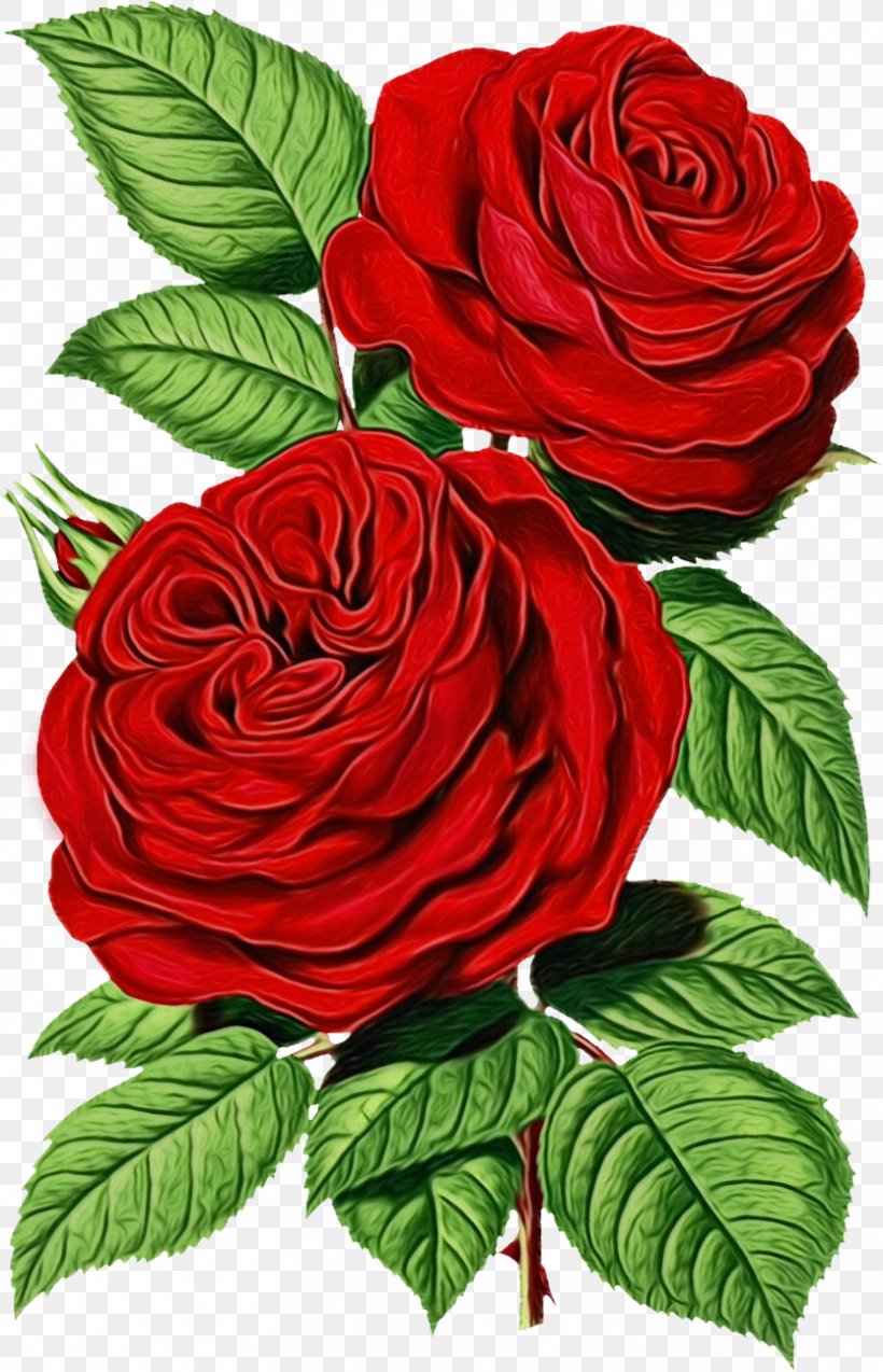 Garden Roses, PNG, 833x1295px, Watercolor, Floribunda, Flower, Flowering Plant, Garden Roses Download Free