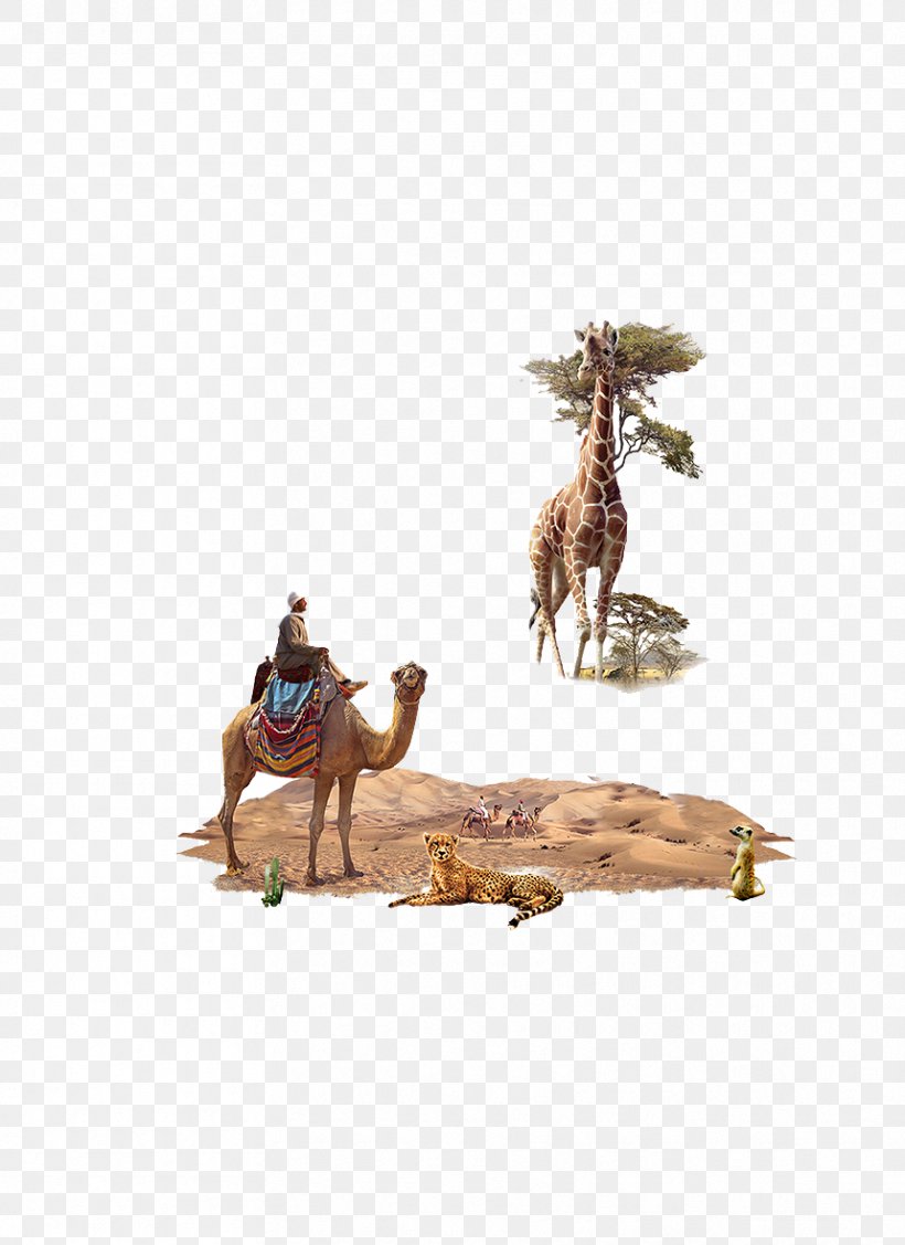 Northern Giraffe Camel Animal, PNG, 859x1181px, Northern Giraffe, Animal, Animation, Apng, Camel Download Free