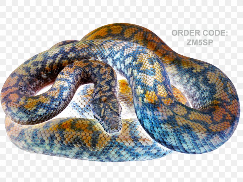 Rattlesnake Boa Constrictor Hognose Snake Reptile, PNG, 1000x750px, Rattlesnake, Animal, Boa Constrictor, Boas, Colubridae Download Free
