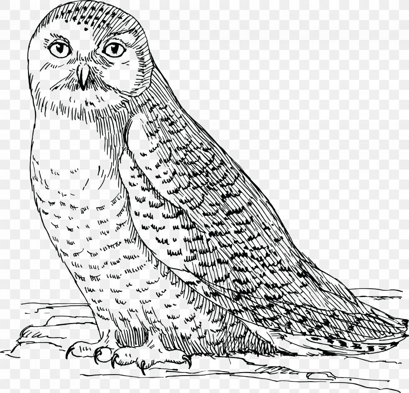 Snowy Owl Bird Great Horned Owl Drawing, PNG, 4000x3844px, Owl, Animal, Art, Artwork, Barn Owl Download Free
