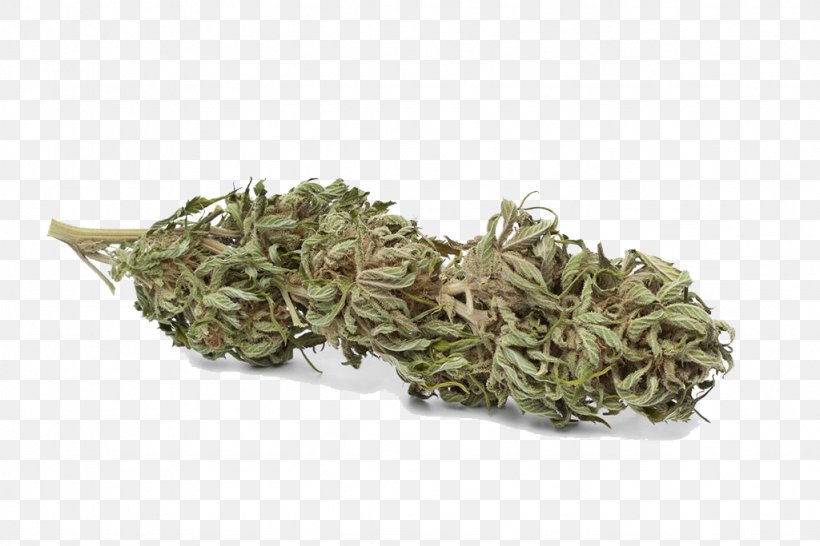 Cannabis Cultivation Tetrahydrocannabinol Hemp Bud, PNG, 1024x683px, Cannabis, Biluochun, Bud, Cannabidiol, Cannabis Cultivation Download Free
