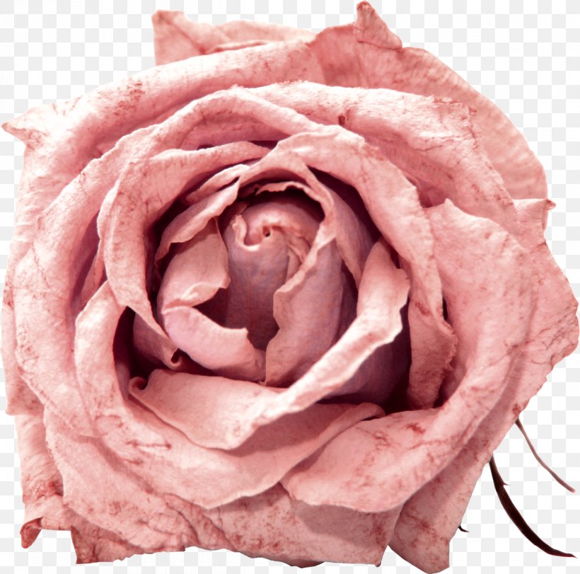 Garden Roses Cabbage Rose Floribunda Pink Flower, PNG, 1200x1188px, Garden Roses, Cabbage Rose, Cut Flowers, Floribunda, Flower Download Free