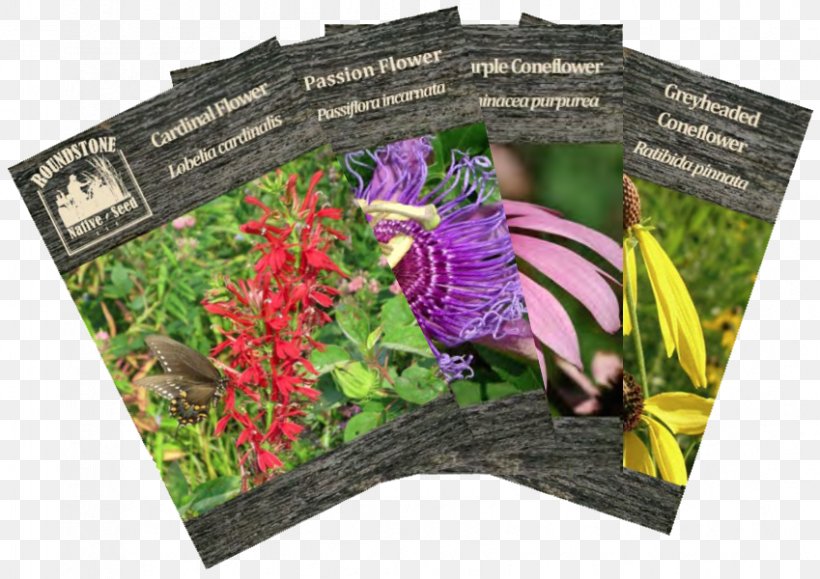 Seed Company Sowing Seedling Wildflower, PNG, 849x600px, Seed, Advertising, Bean, Common Sunflower, Cucumber Download Free