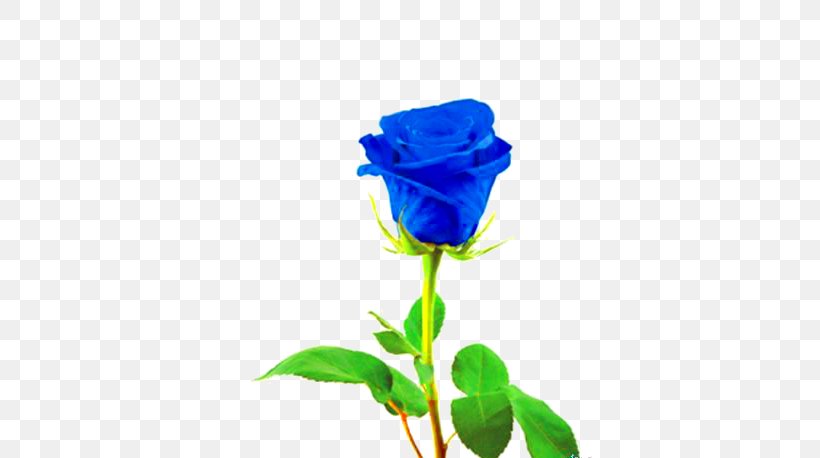 Blue Rose Stock Photography Royalty-free, PNG, 374x458px, Blue Rose, Blue, Cobalt Blue, Color, Cut Flowers Download Free