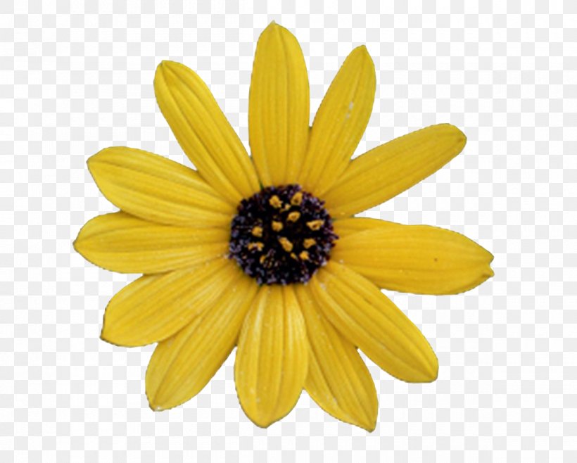 Common Sunflower Artificial Flower Clip Art, PNG, 1200x963px, Flower, Artificial Flower, Chrysanths, Common Daisy, Common Sunflower Download Free