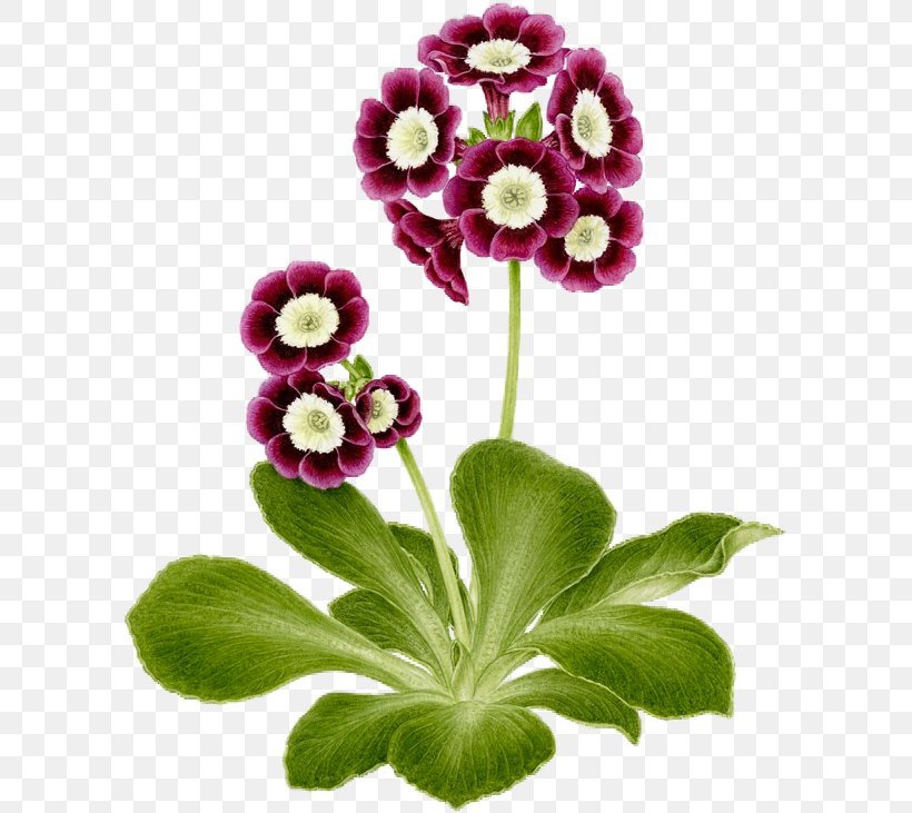 Cut Flowers Bear's Ear Petal Primrose, PNG, 595x731px, 2015, Flower, Annual Plant, Correspondent, Cut Flowers Download Free