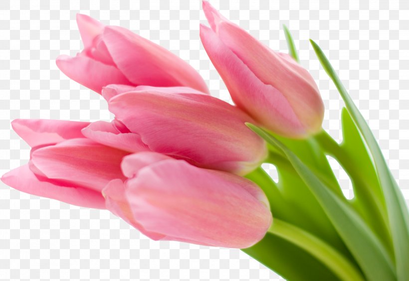 Desktop Wallpaper Pink Flowers Tulip, PNG, 2888x1988px, 4k Resolution, Pink Flowers, Bud, Close Up, Color Download Free