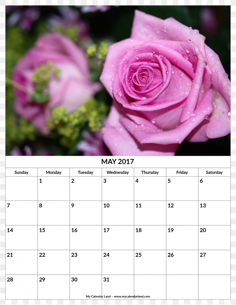 Pruning Rose Family Beach Rose Shrub, PNG, 2550x3300px, Pruning, Beach Rose, Branch, Bud, Calendar Download Free