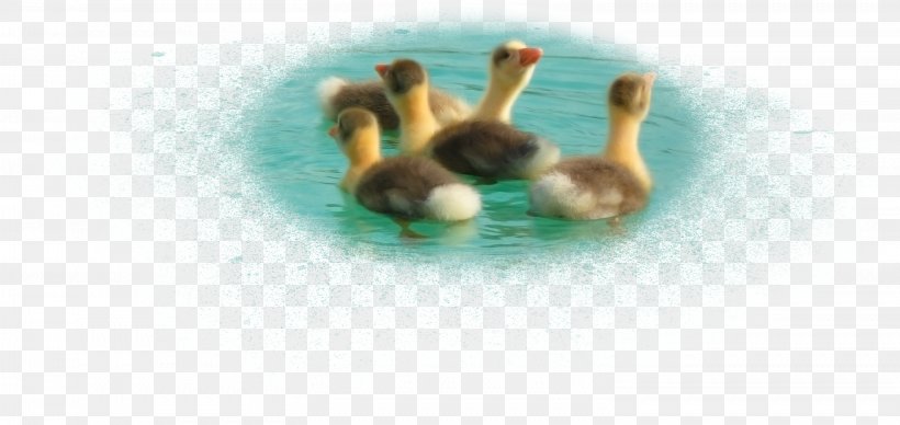 Duck, PNG, 3034x1437px, Duck, Bird, Co Cou90fdu53ef, Designer, Ducks Geese And Swans Download Free