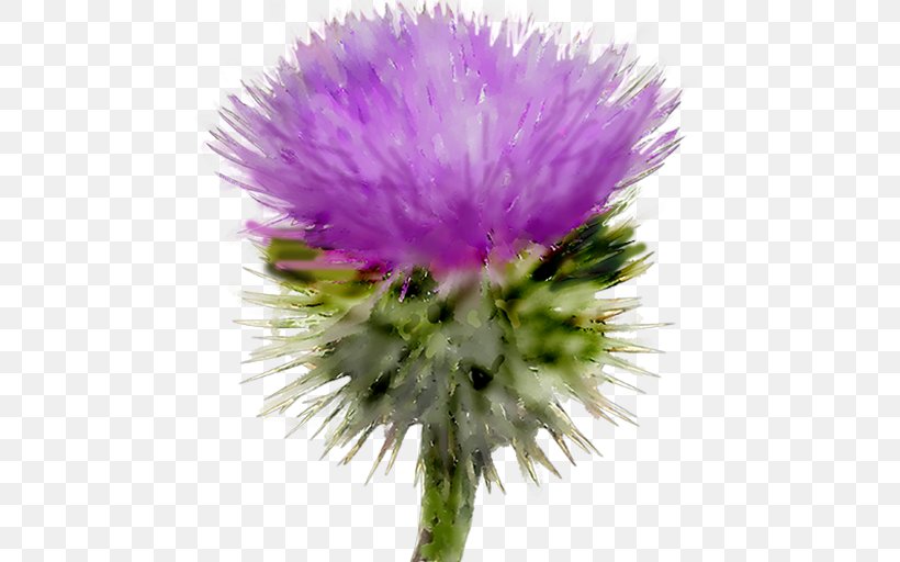 Milk Thistle Scotland Writer Author, PNG, 512x512px, Milk Thistle, Artichoke, Artichoke Thistle, Aster, Author Download Free