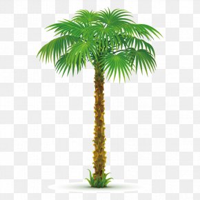 Arecaceae Tree Date Palm Washingtonia Filifera Clip Art, PNG ...