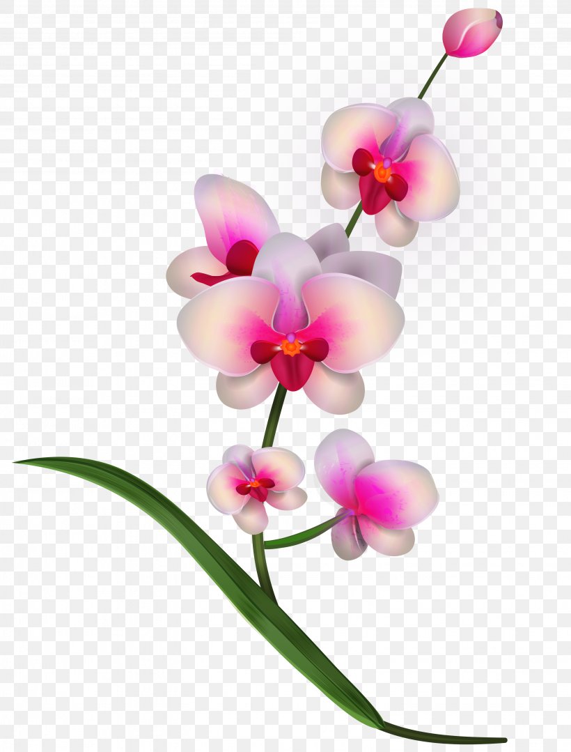 Cattleya Orchids Clip Art, PNG, 3097x4076px, Orchids, Blog, Cattleya Orchids, Cut Flowers, Dendrobium Download Free
