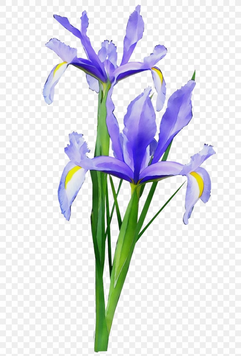 Flower Flowering Plant Plant Iris Iris, PNG, 869x1280px, Watercolor, Cut Flowers, Flower, Flowering Plant, Iris Download Free