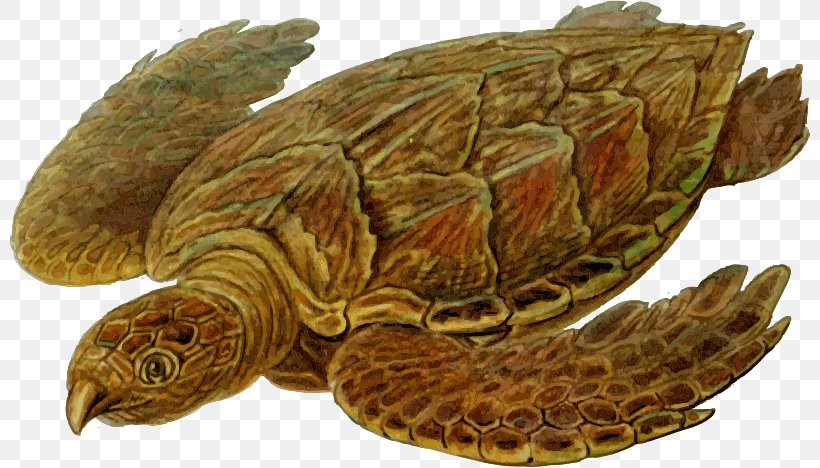 Hawksbill Sea Turtle Cheloniidae Leatherback Sea Turtle Ploughshare Tortoise, PNG, 800x468px, Turtle, Aldabra Giant Tortoise, Box Turtle, Carapace, Cheloniidae Download Free