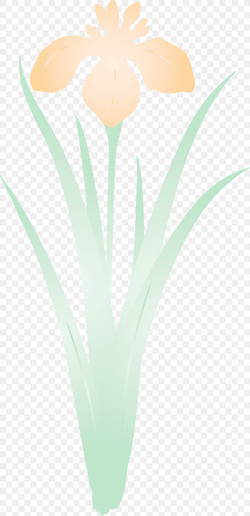 Iris Flower Spring Flower, PNG, 1453x3000px, Iris Flower, Aqua, Flower, Grass, Plant Download Free