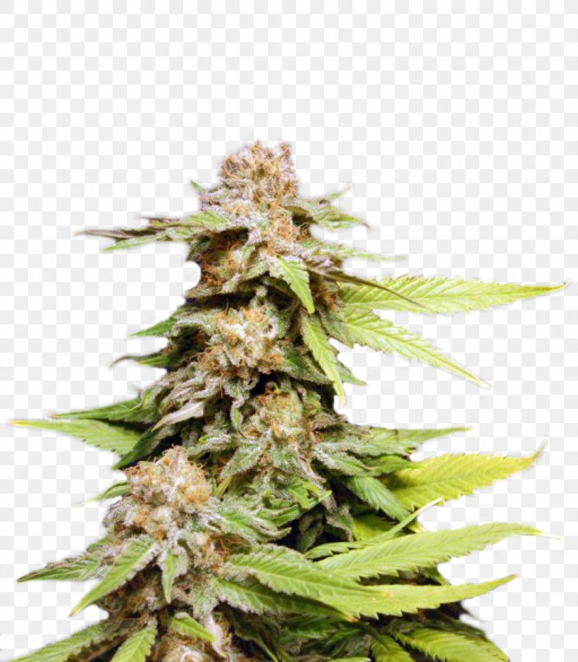 Kush Autoflowering Cannabis Seed Bank, PNG, 1397x1600px, Kush, Autoflowering Cannabis, Cannabidiol, Cannabis, Cannabis Ruderalis Download Free