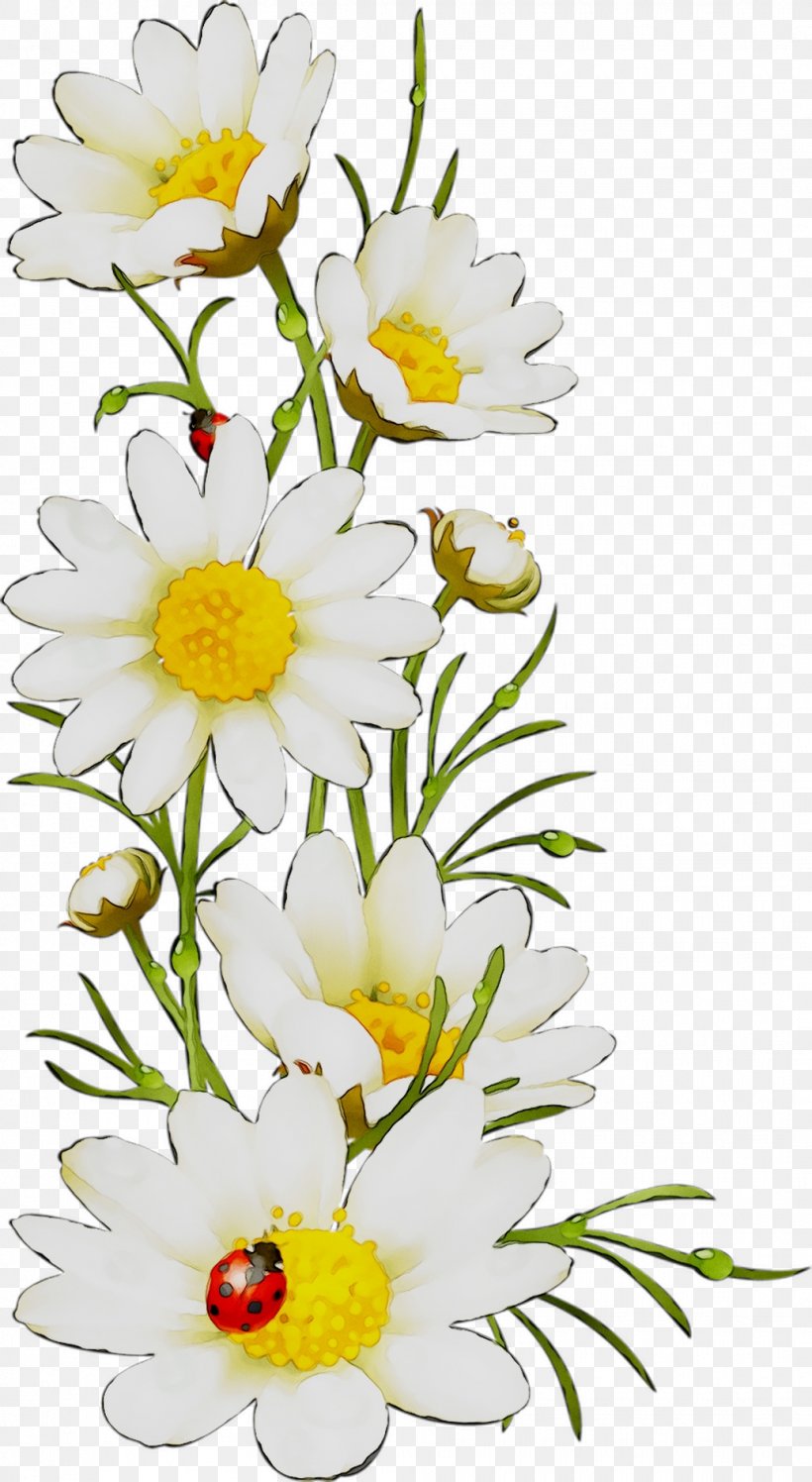 Oxeye Daisy Floral Design Cut Flowers Roman Chamomile, PNG, 1035x1889px, Oxeye Daisy, Artificial Flower, Botany, Bouquet, Chamomile Download Free