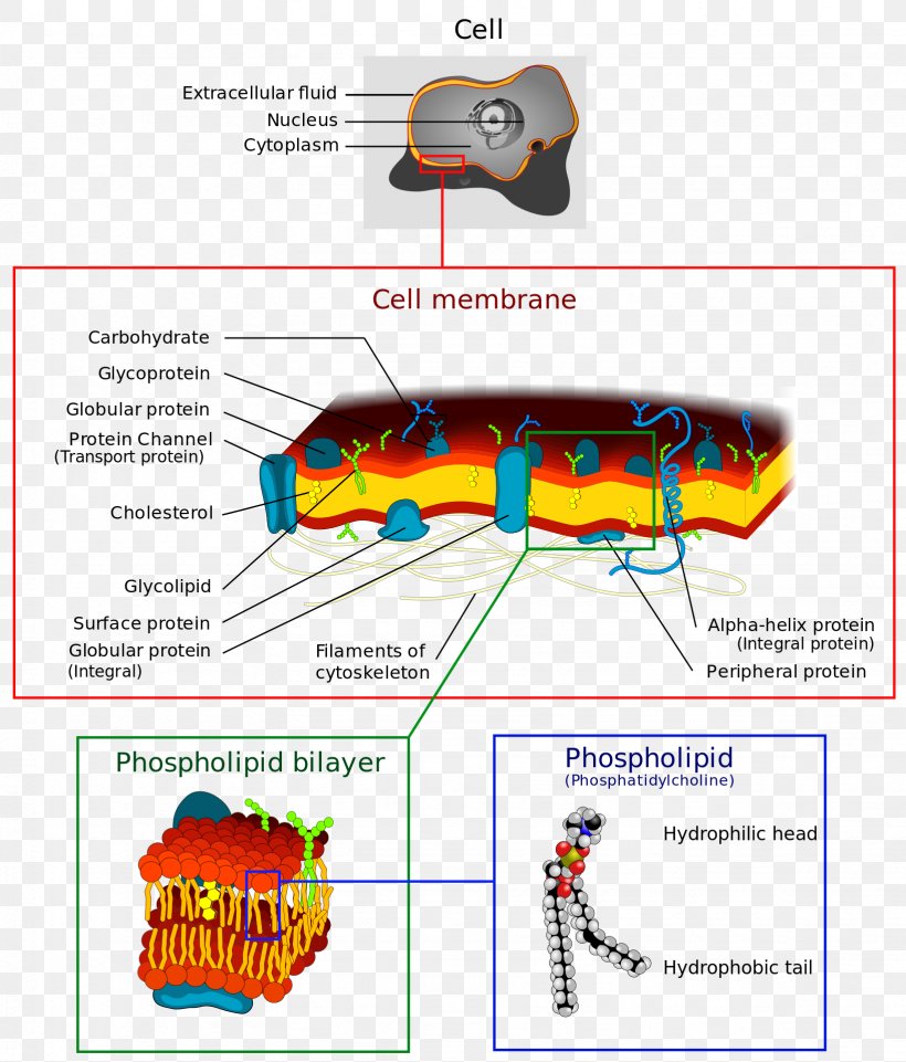 Cell Membrane Biological Membrane Cell Wall Lipid Bilayer, PNG, 1637x1920px, Cell Membrane, Area, Biological Membrane, Biology, Cell Download Free