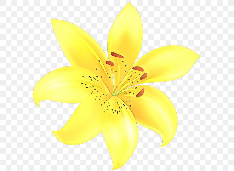Cut Flowers Lily M, PNG, 600x600px, Cut Flowers, Flower, Flowering Plant, Lily, Lily Family Download Free