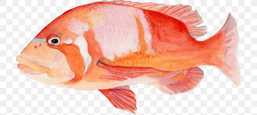 Northern Red Snapper False Bay Tilapia Chrysoblephus Laticeps Salmon, PNG, 717x366px, Northern Red Snapper, Bony Fish, Bream, Chrysoblephus Gibbiceps, Diversity Of Fish Download Free