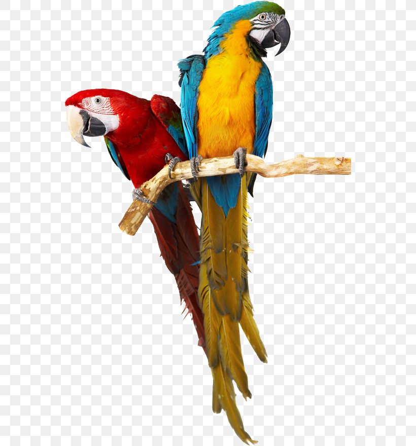 Parrot Bird Stock Photography Royalty-free, PNG, 565x880px, Parrot, Beak, Bird, Bird Supply, Common Pet Parakeet Download Free