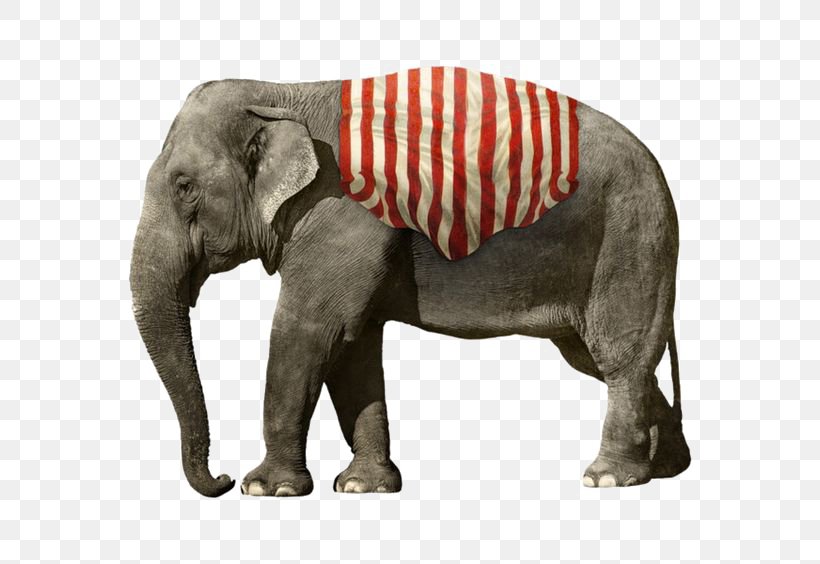 African Elephant Circus Clip Art, PNG, 564x564px, Elephant, African Elephant, Animal, Circus, Drawing Download Free
