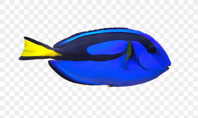 Clownfish Palette Surgeonfish Yellow Tang Clip Art, PNG, 1024x614px, Clownfish, Aquarium, Blue, Brackishwater Aquarium, Cobalt Blue Download Free