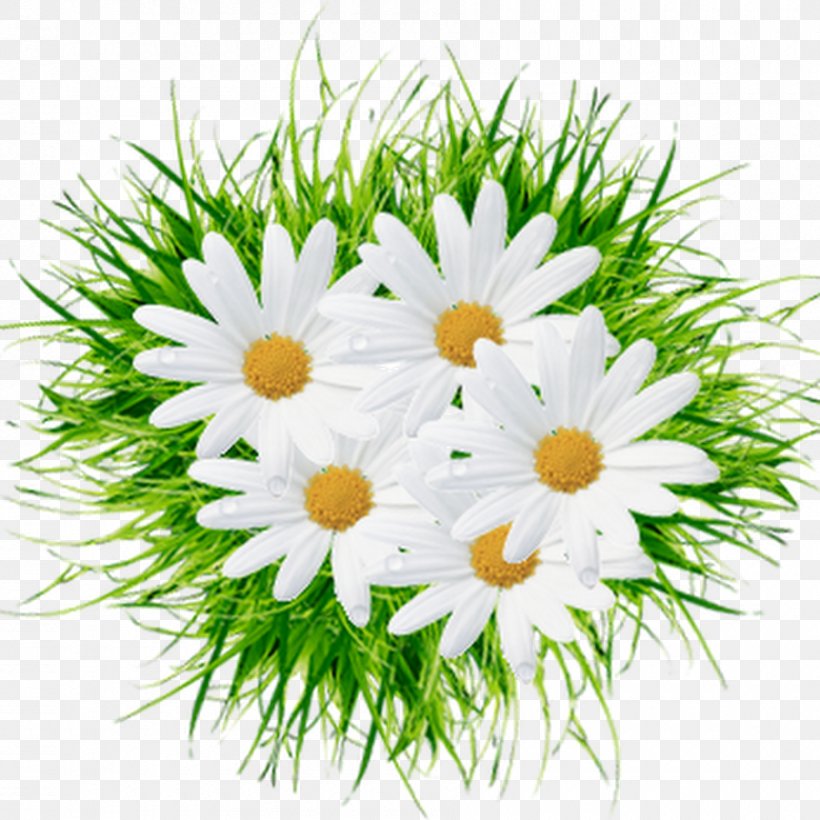 Serpukhov Пётр и Феврония Day Of Russian Family And Love Flower Painter, PNG, 900x900px, Serpukhov, Annual Plant, Aster, Chamaemelum Nobile, Chrysanths Download Free