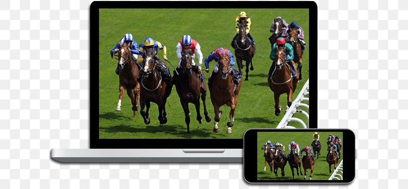 Horse Racing Punchestown Racecourse Sports Betting, PNG, 622x380px, Horse, Animal Sports, Equestrian, Equestrian Sport, Equestrianism Download Free