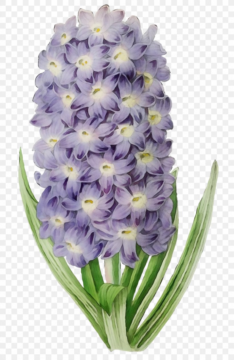 Lavender, PNG, 833x1280px, Watercolor, Cut Flowers, Flower, Flowering Plant, Hyacinth Download Free