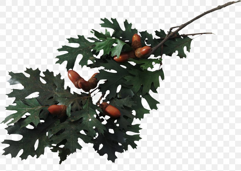 Swamp Spanish Oak English Oak Southern Live Oak Clip Art, PNG, 1600x1138px, Swamp Spanish Oak, Acorn, Branch, English Oak, Leaf Download Free