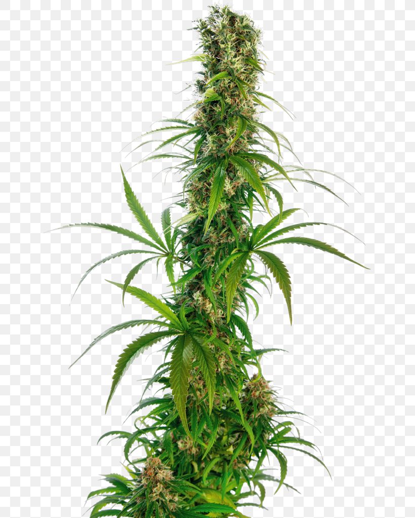 Cannabis Sativa Sensi Seeds Cannabis Ruderalis Tetrahydrocannabinol, PNG, 649x1022px, Cannabis Sativa, Autoflowering Cannabis, Cannabidiol, Cannabis, Cannabis Ruderalis Download Free