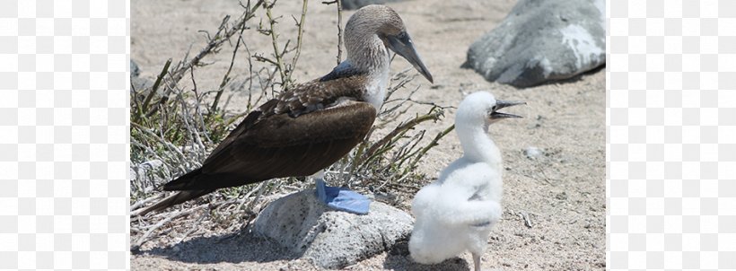 Beak Fauna Vulture Gannets Stork, PNG, 950x350px, Beak, Bird, Ciconiiformes, Fauna, Gannets Download Free